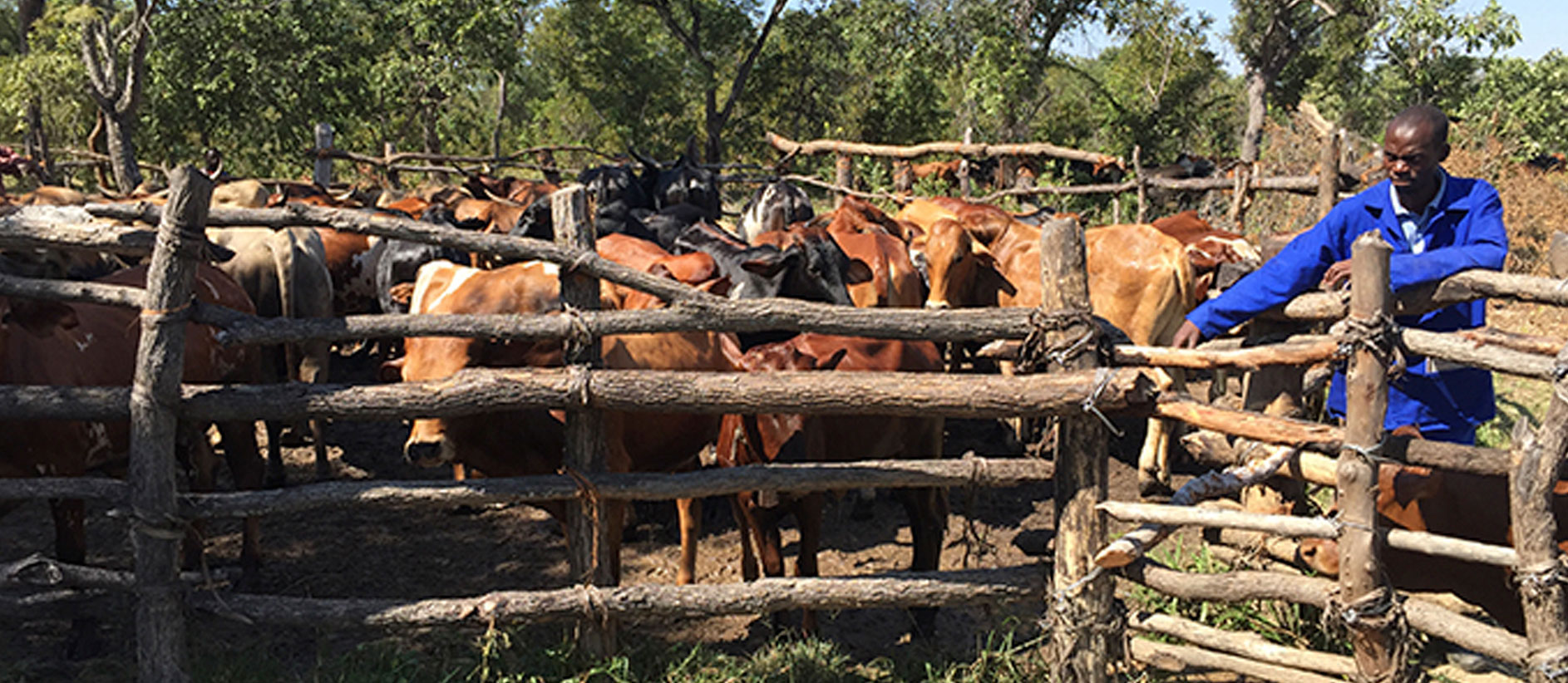 Silverstreet cattle